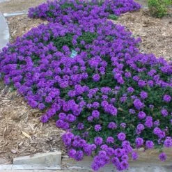 Valley Lavender® Plains Verbena -Cheap Plant & Flowers Store verbena bipinnitifida valley lavender 3