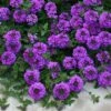 Valley Lavender® Plains Verbena 1 Valley Lavender® Plains Verbena -Cheap Plant & Flowers Store verbena bipinnitifida valley lavender close up 2