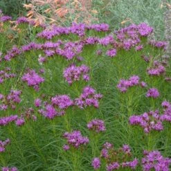 Iron Butterfly Ironweed (Vernonia) -Cheap Plant & Flowers Store vernonia lettermanii iron butterfly agastache aurantiaca shades of orange