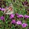 Summer's Swan Song Ironweed (Vernonia) -Cheap Plant & Flowers Store vernonia summer swan song american painted lady jim ault