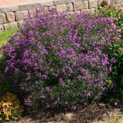 Summer's Swan Song Ironweed (Vernonia) -Cheap Plant & Flowers Store vernonia summer swan song garden jim ault