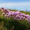Victor Reiter Armeria -Cheap Plant & Flowers Store victor reiter sea thrift armeria martima flowering