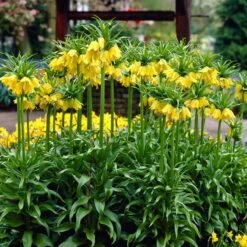 Yellow Crown Imperial -Cheap Plant & Flowers Store visi02917 fritillaria lutea cropped