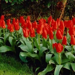 Red Emperor Tulip -Cheap Plant & Flowers Store visi04220 red emperor tulip cropped