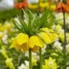 Yellow Crown Imperial -Cheap Plant & Flowers Store visi125414 fritillaria lutea cropped