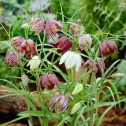 Snake's Head Fritillary -Cheap Plant & Flowers Store visi26883 fritillaria meleagris0cropped