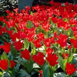Red Emperor Tulip -Cheap Plant & Flowers Store visi28048 red emperor tulip cropped