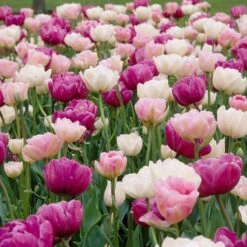 Double Late Tulip Mix 8 Double Late Tulip Mix -Cheap Plant & Flowers Store visi34695 double late tulip mix cropped