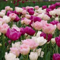 Double Late Tulip Mix 9 Double Late Tulip Mix -Cheap Plant & Flowers Store visi34696 double late tulip mix cropped