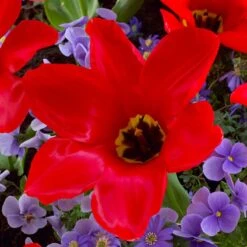 Red Emperor Tulip -Cheap Plant & Flowers Store visi45237 red emperor tulip cropped