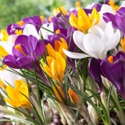 Dutch Crocus Mix -Cheap Plant & Flowers Store visi50589 dutch crocus mix cropped