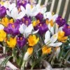 Dutch Crocus Mix -Cheap Plant & Flowers Store visi50590 dutch crocus mix cropped