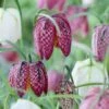 Snake's Head Fritillary -Cheap Plant & Flowers Store visi59755 fritillaria meleagris cropped