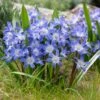 Blue Giant Glory Of The Snow -Cheap Plant & Flowers Store visi97989chionodoxa forbesii blue giant cropped