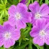 Vision® Violet Geranium 1 Vision® Violet Geranium -Cheap Plant & Flowers Store vision violet geranium close up