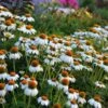PowWow® White Echinacea -Cheap Plant & Flowers Store walers gardens echinacea powwow white