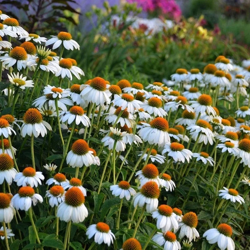 PowWow® White Echinacea 3 PowWow® White Echinacea