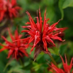 Jacob Cline Bee Balm 6 Jacob Cline Bee Balm -Cheap Plant & Flowers Store walters gardens monarda jacob cline 2 cropped 1 1