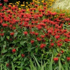 Jacob Cline Bee Balm 7 Jacob Cline Bee Balm -Cheap Plant & Flowers Store walters gardens monarda jacob cline cropped 1 1 1