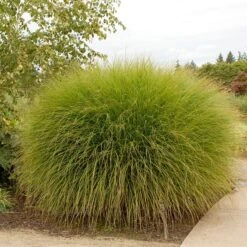 Gracillimus Miscanthus Grass -Cheap Plant & Flowers Store walters gardens spring miscanthus gracillimus cropped