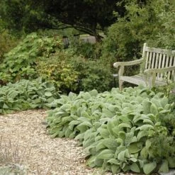 Helen Von Stein Lamb's Ear -Cheap Plant & Flowers Store walters gardens stachys helen von stein