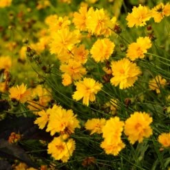 Sunray Coreopsis