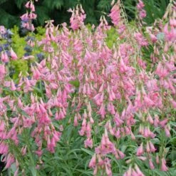 Elfin Pink Penstemon -Cheap Plant & Flowers Store walters gardens penstemon elfin pink cropped