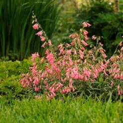 Elfin Pink Penstemon -Cheap Plant & Flowers Store walters gardens penstemon elfin pink cropped 3