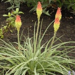 Fire Dance Red Hot Poker -Cheap Plant & Flowers Store walters gardens kniphofia fire dance cropped