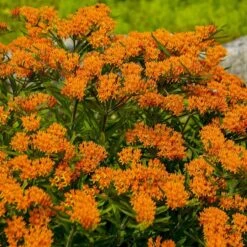 Butterfly Weed (Clay Form) 11 Butterfly Weed (Clay Form) -Cheap Plant & Flowers Store walters gardens asclepias tuberosa cropped 1