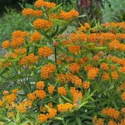 Butterfly Weed (Clay Form) 12 Butterfly Weed (Clay Form) -Cheap Plant & Flowers Store walters gardens asclepias tuberosa cropped 2
