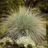 Blue Oat Grass -Cheap Plant & Flowers Store walters gardens helictotrichon sempervirens cropped