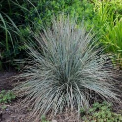 Blue Oat Grass -Cheap Plant & Flowers Store walters gardens helictotrichon sempervirens cropped 2