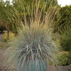 Blue Oat Grass -Cheap Plant & Flowers Store walters gardens helictotrichon sempervirens cropped 4