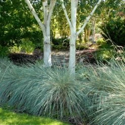 Blue Oat Grass -Cheap Plant & Flowers Store walters gardens helictotrichon sempervirens cropped under trees