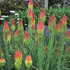 Fire Dance Red Hot Poker -Cheap Plant & Flowers Store walters gardens kniphofia fire dance cropped