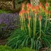 Fire Dance Red Hot Poker -Cheap Plant & Flowers Store walters gardens kniphofia fire dance with lavender munstead cropped 1