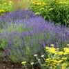 Hidcote Superior English Lavender 2 Hidcote Superior English Lavender -Cheap Plant & Flowers Store walters gardens lavandula hidcote cropped 2