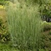 Heavy Metal Blue Switch Grass -Cheap Plant & Flowers Store walters gardens panicum heavy metal cropped