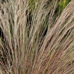 Prairie Blues Little Bluestem Grass 7 Prairie Blues Little Bluestem Grass -Cheap Plant & Flowers Store walters gardens schizachyrium prairie blues close up foliage cropped