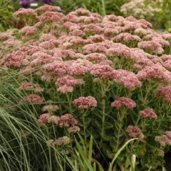 Autumn Fire Sedum -Cheap Plant & Flowers Store walters gardens sedum autumn fi