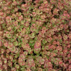 October Daphne Sedum -Cheap Plant & Flowers Store walters gardens sedum october daphne fall foliage closeup cropped