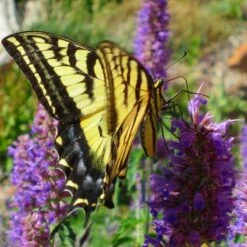 Blue Blazes Agastache 10 Blue Blazes Agastache -Cheap Plant & Flowers Store western swallowtail sipping agastache blue blazes 3