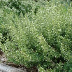 White Cloud Calamintha 8 White Cloud Calamintha -Cheap Plant & Flowers Store white cloud calamintha 2