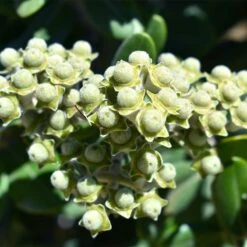Ice Ballet Swamp Milkweed 10 Ice Ballet Swamp Milkweed -Cheap Plant & Flowers Store white ice ballet milkweed asclep