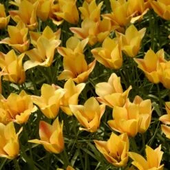 Bronze Charm Wildflower Tulip