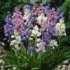 Wood Hyacinth Mix (Spanish Bluebells) -Cheap Plant & Flowers Store woodhyacinthmix 1