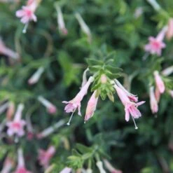 Woody's Peach Surprise Hummingbird Trumpet (Zauschneria) -Cheap Plant & Flowers Store woody s peach surprise closeup cropped
