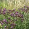 Woolly Ironweed (Vernonia) -Cheap Plant & Flowers Store woolly ironweed 1