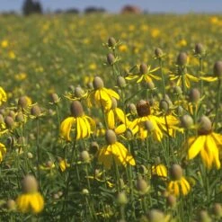 Little Prairie Native Wildflower Seed Mix -Cheap Plant & Flowers Store yellow prairie coneflower little prairie native mix